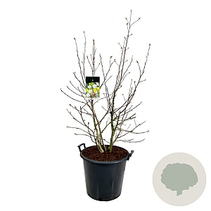 Magnolia loebneri 'Wildcat' 125-150 cm cont. 55L extra