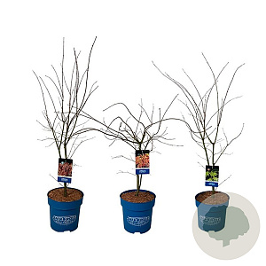 Mixlaag Acer palmatum veredeld 125-150 cm 15L