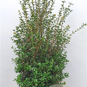 Osmanthus burkwoodii 125-150 cm met kluit