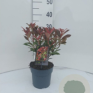 Photinia fraseri Dynamo Red 30-35 cm 2,0L