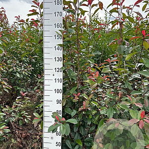 Photinia fraseri 'Red Robin' 175-200 cm met kluit