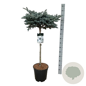 Picea pungens 'Glauca Globosa' 80 cm stam 15L