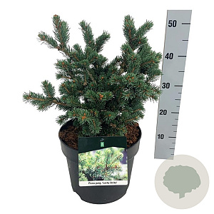 Picea pungens 'Lucky Strike' 30-40 cm 7,5L