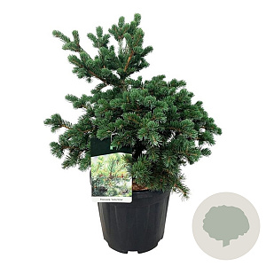Picea pungens 'Lucky Strike' 50-60 cm 15L