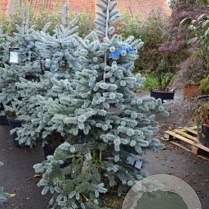 Picea pungens 'Oldenburg' 150-175 cm draadkluit solitair