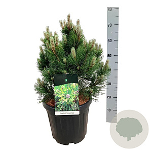 Pinus heldreichii 'Compact Gem' 50-60 cm 15L