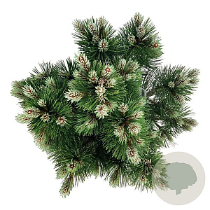 Pinus heldreichii 'Compact Gem' 50-60 cm 15L