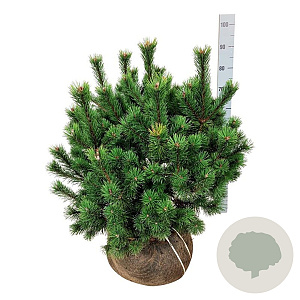 Pinus mugo 60-80 cm met kluit extra