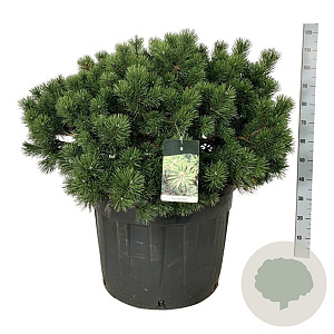 Pinus mugo 'Gnom' 80-100 cm cont. 130L