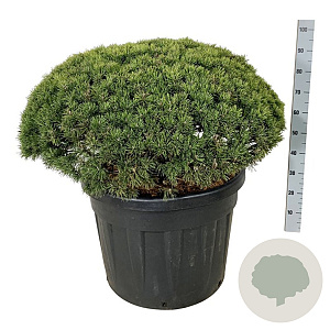 Pinus mugo 'Mops' 80-100 cm cont. 110L solitair
