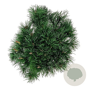 Pinus mugo mugo 40-50 cm 6L