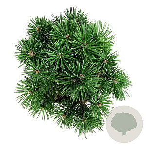 Pinus mugo 'Mumpitz' 20-25 cm