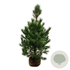 Pinus nigra nigra 150-175 cm draadkluit extra
