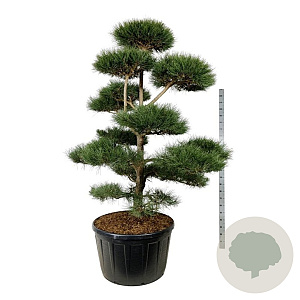 Pinus nigra nigra 200-225 cm cont. 285L bonsai