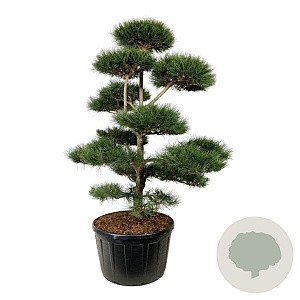 Pinus nigra nigra 200-225 cm cont. 285L bonsai