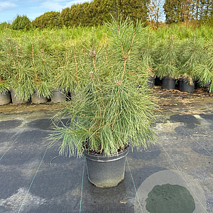 Pinus sylvestris 60-80 cm 5,0L