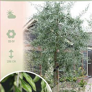 Pyrus salicifolia 'Pendula' 90 cm stam 7,5L