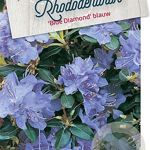 Rhododendron 'Blue Diamond' 40-50 cm 10L