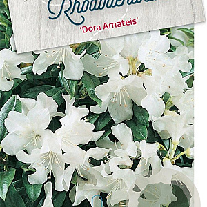 Rhododendron 'Dora Amateis' 50-60 cm 20L