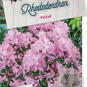 Rhododendron 'Pintail' 40-50 cm 10L