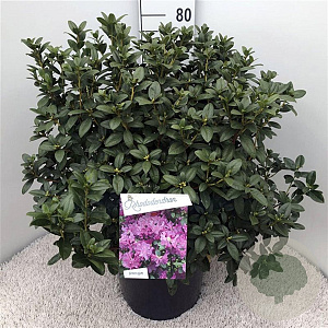 Rhododendron 'Praecox' 60-70 cm 20L