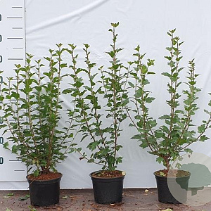 Ribes alpinum 30-40 cm 2,0L