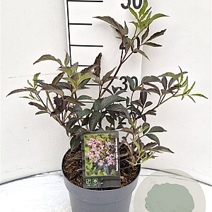 Sambucus nigra Black Beauty 30-40 cm 3,0L