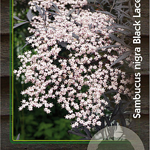 Sambucus nigra Black Lace 30-40 cm 3,0L