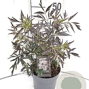 Sambucus nigra Black Lace 30-40 cm 3,0L