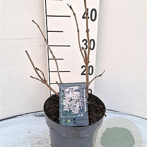 Sambucus nigra Black Lace 30-40 cm 3,0L