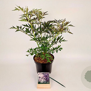 Sambucus nigra Black Lace 30-40 cm 3,0L