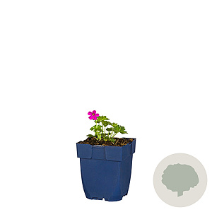 Geranium ox. 'Rose Clair' GM  P11