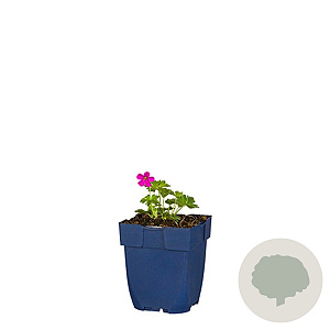 Geranium ox. 'Rose Clair' GM  P11