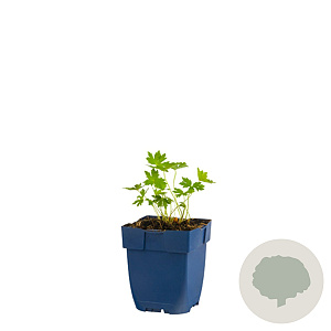 Geranium phaeum GM  P11