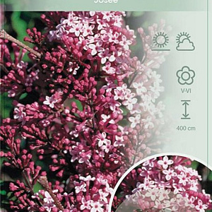 Syringa 'Josée' 90 cm stam 7,5L