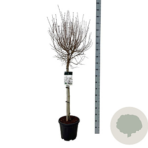 Syringa meyeri Flowerfesta White 80 cm stam 15L