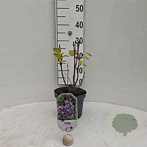 Syringa v. 'Michel Buchner' 30-40 cm 3,0L