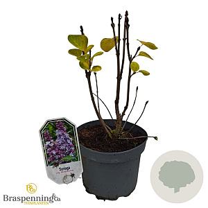 Syringa v. 'Michel Buchner' 30-40 cm 3,0L
