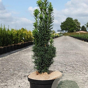 Taxus baccata 60-80 cm 7,5L