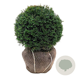 Taxus baccata 45-50 cm met kluit bol extra