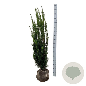 Taxus media 'Hillii' 120-140 cm met kluit