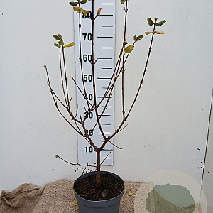 Viburnum burkw. 'Anne Russell' 50-60 cm 5,0L