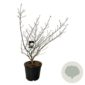 Viburnum carlcephalum 125-150 cm cont. 55L extra
