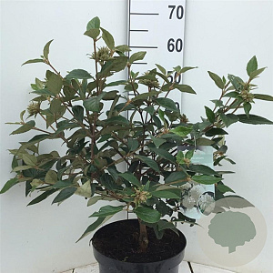 Viburnum 'Eskimo' 50-60 cm 7,5L