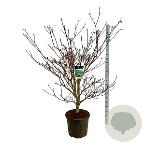 Cornus controversa 'Pagoda' 150-175 cm cont. 55L extra