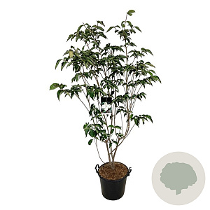 Cornus kousa 'Venus' 175-200 cm 30L extra
