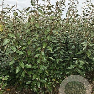 Elaeagnus ebbingei 175-200 cm met kluit