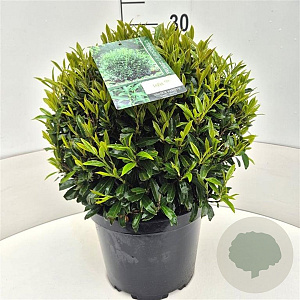 Prunus l. Sofia 30-35 cm 10L bol