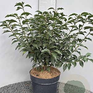 Prunus lusitanica 'Angustifolia' 60-80 cm 10L