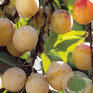 Prunus d. 'Mirabelle de Nancy' 10-12 cm container